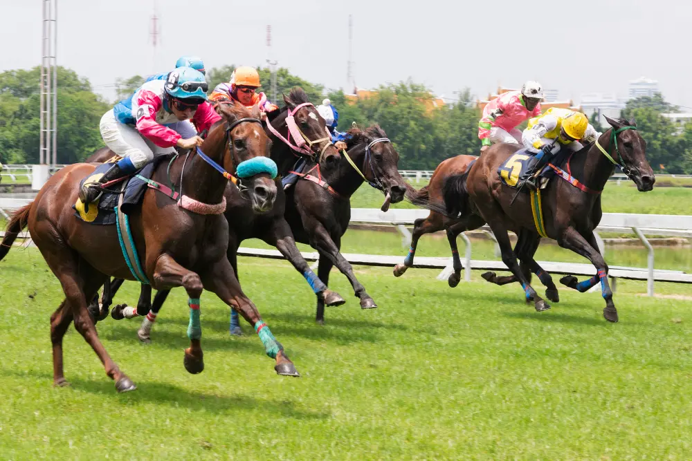 Courses hippiques – Obstacle (9 septembre)