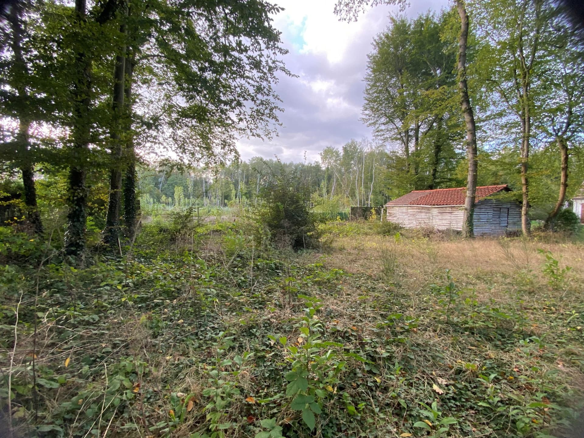 A l'orée de la forêt